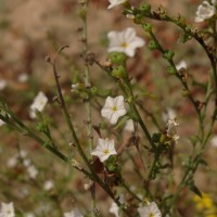 Heliotropium zeylanicum (Burm.f.) Lam.